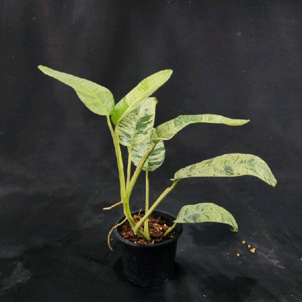 Epipremnum giganteum tricolor variegated
