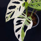 Monstera adansonii albo