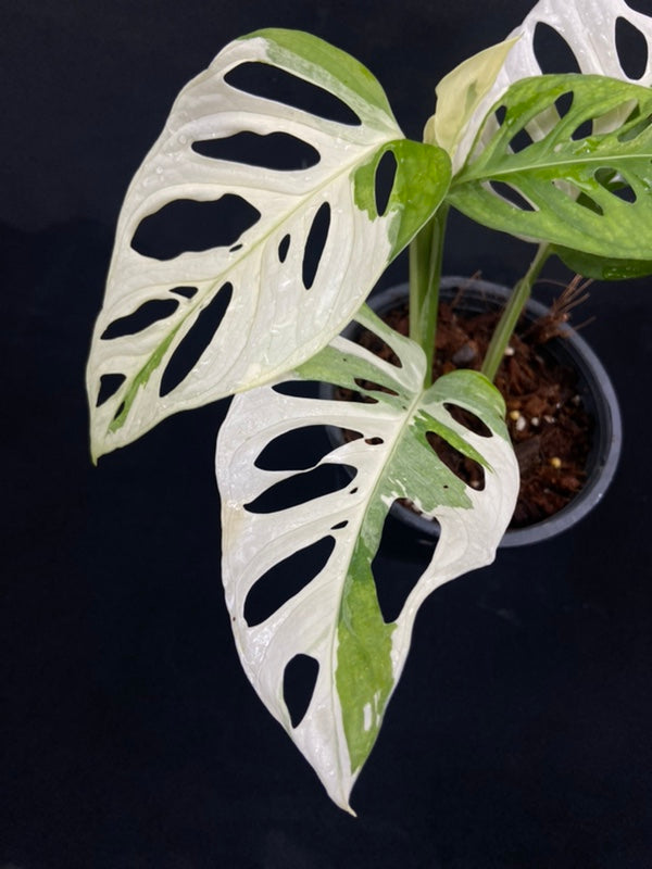 Monstera adansonii albo