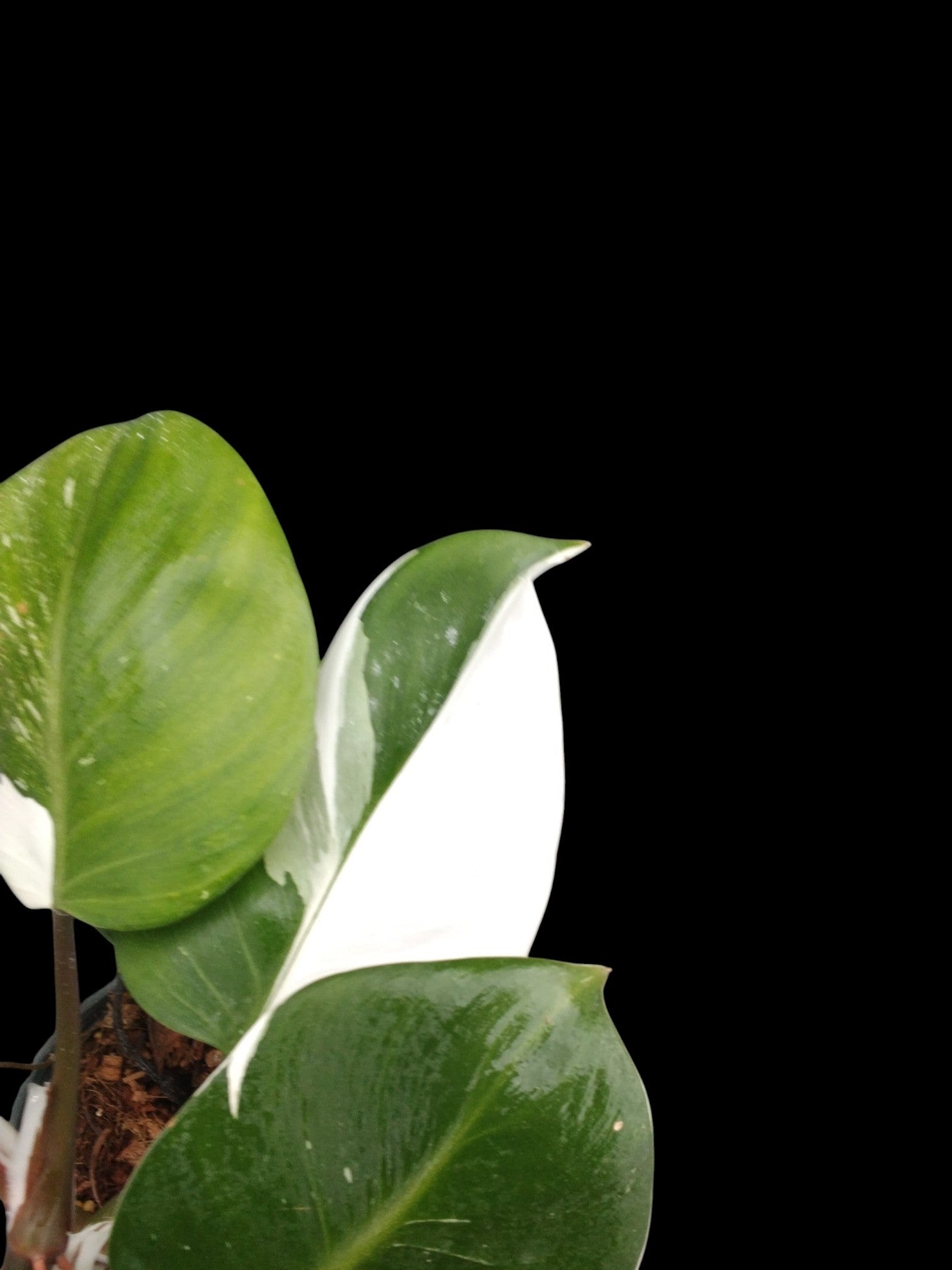 Philodendron White Knight Mutation – Amazon Garden Thailand