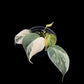 Philodendron Micans variegated