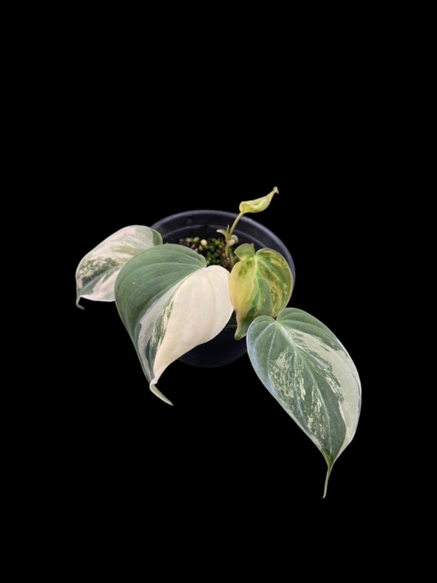 Philodendron Micans variegated