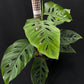 Monstera acuminata