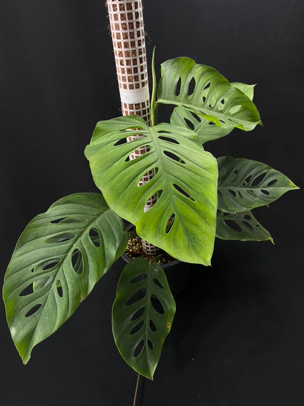 Monstera acuminata
