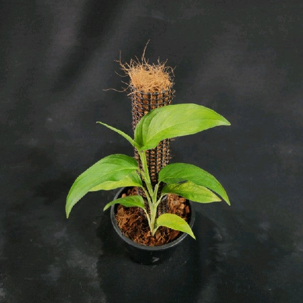 Monstera gracilis