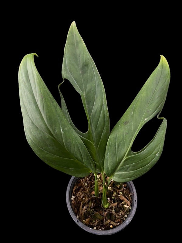 Monstera obliqua sp Colombia (M) – Amazon Garden Thailand