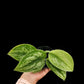 Scindapsus exotica