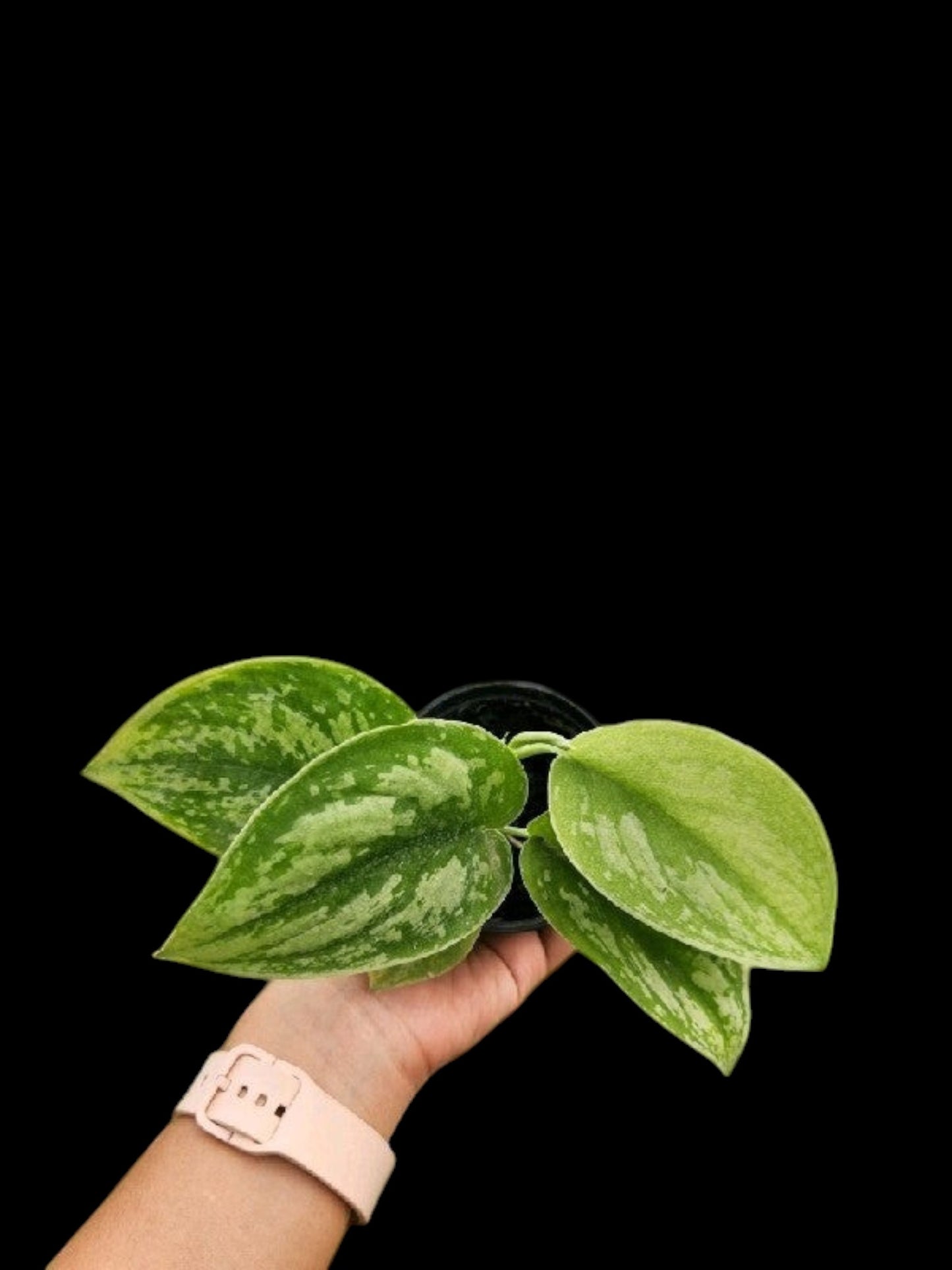 Scindapsus exotica