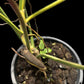 Philodendron Florida Beauty