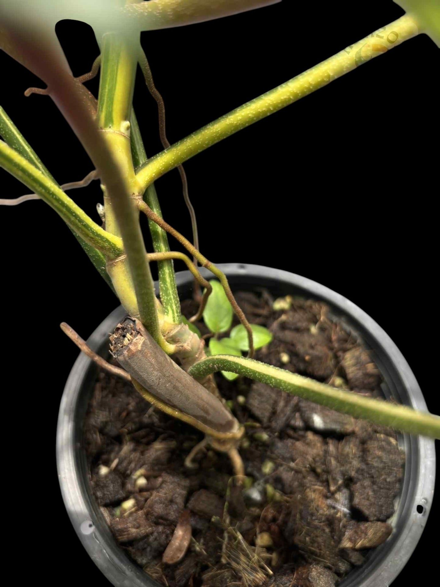 Philodendron Florida Beauty