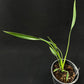 Philodendron Sucre Slim
