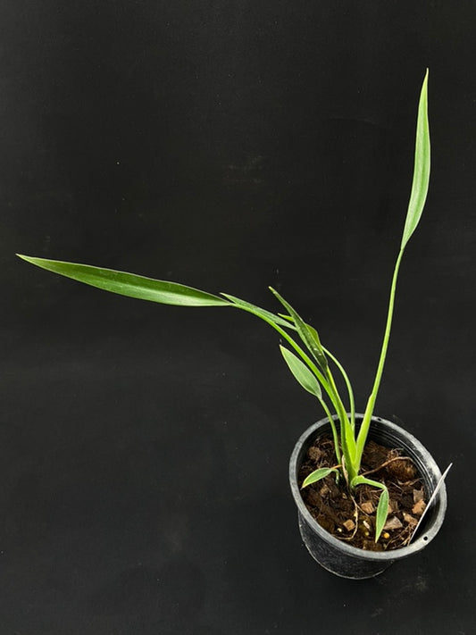 Philodendron Sucre Slim