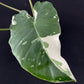 Alocasia Okinawa Silver
