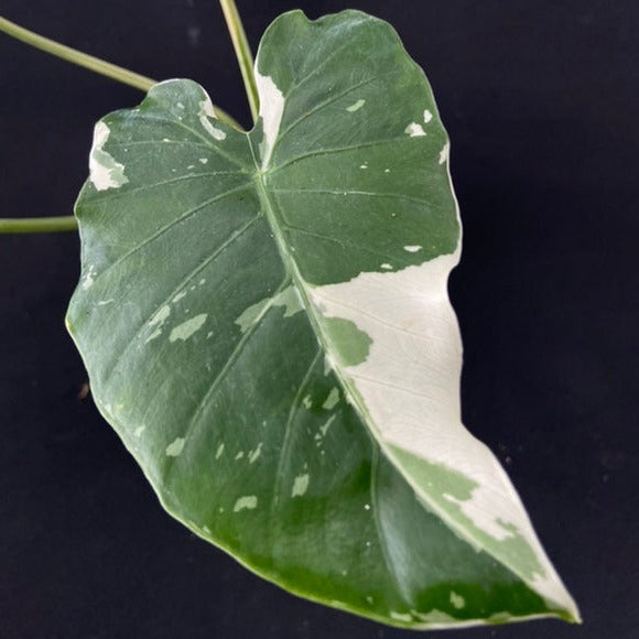 Alocasia Okinawa Silver