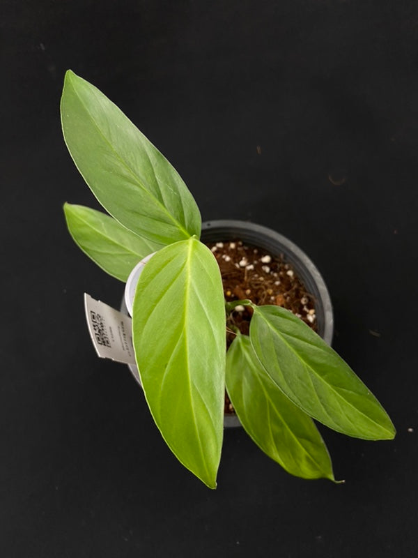 Monstera obliqua Brasil