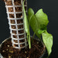 Monstera membranacea Madison