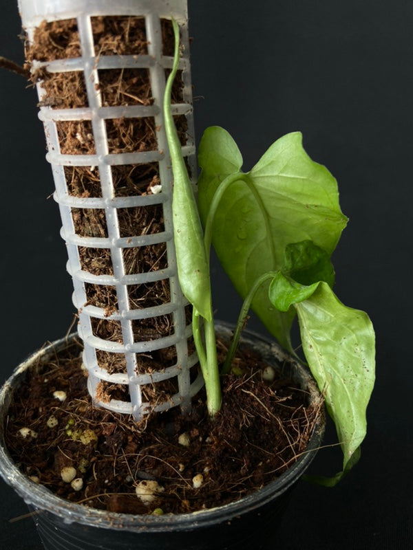 Monstera membranacea Madison