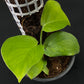 Monstera acuminata