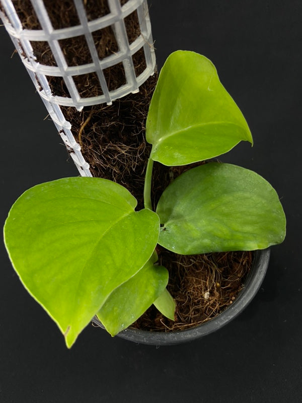 Monstera acuminata