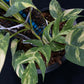 Epipremnum pinnatum Golden Star