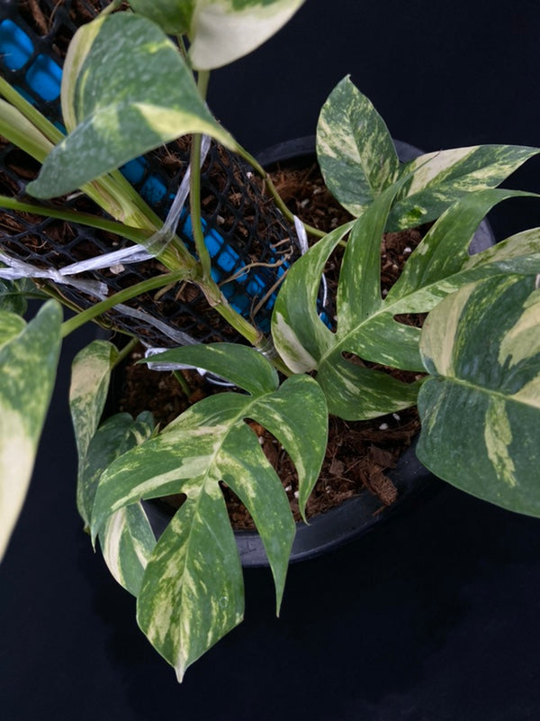 Epipremnum pinnatum Golden Star