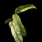Epipremnum giganteum marble Tricolor variegated (S)