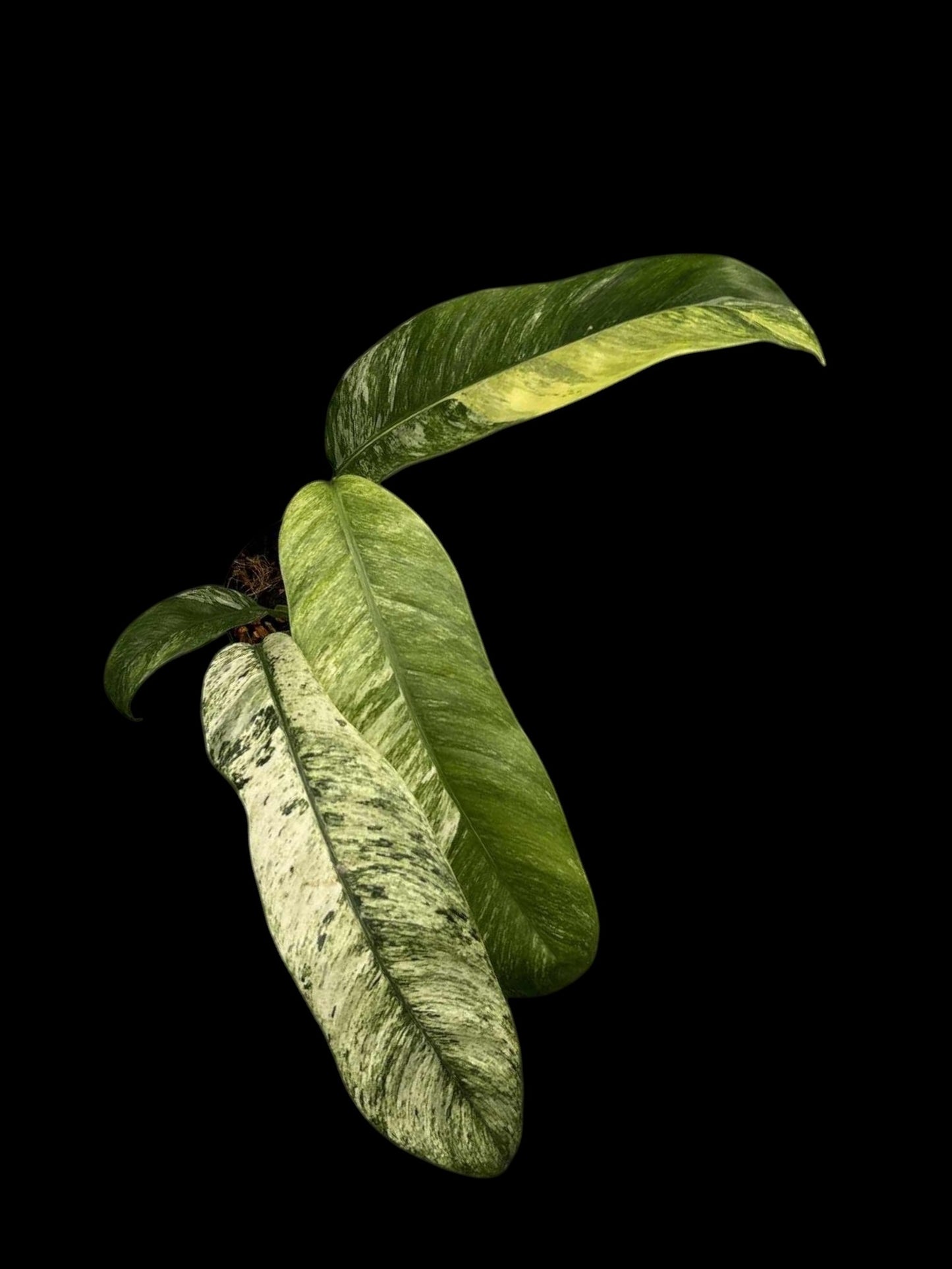 Epipremnum giganteum marble Tricolor variegated (S)