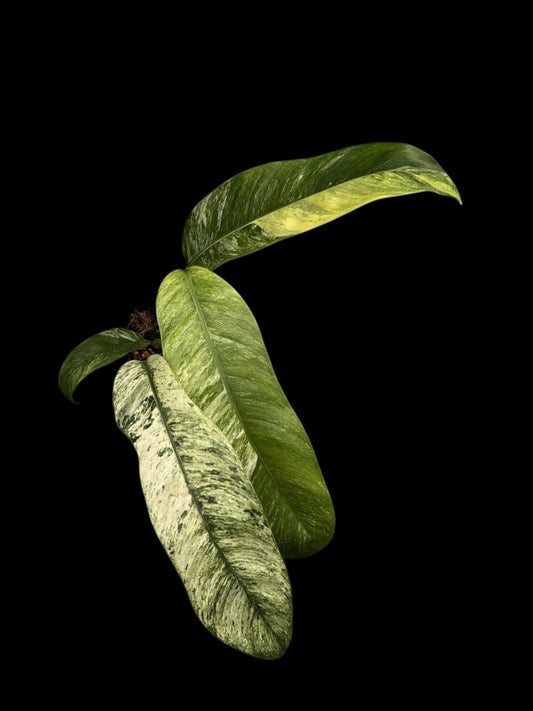 Epipremnum giganteum marble Tricolor variegated