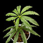 Anthurium polyschistum