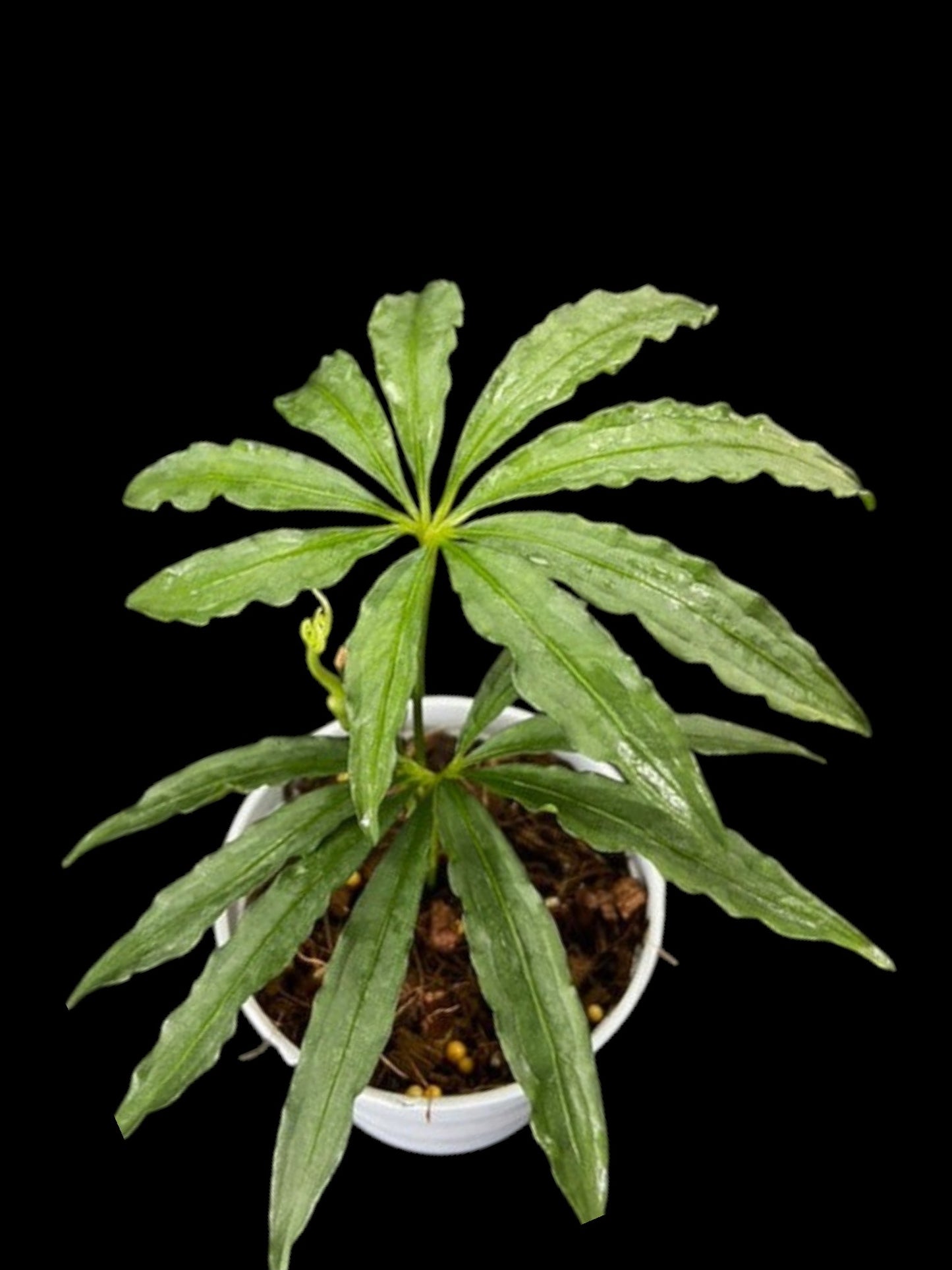 Anthurium polyschistum