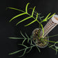 Philodendron polypodioides