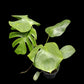 Monstera deliciosa var sierrana Hawaii