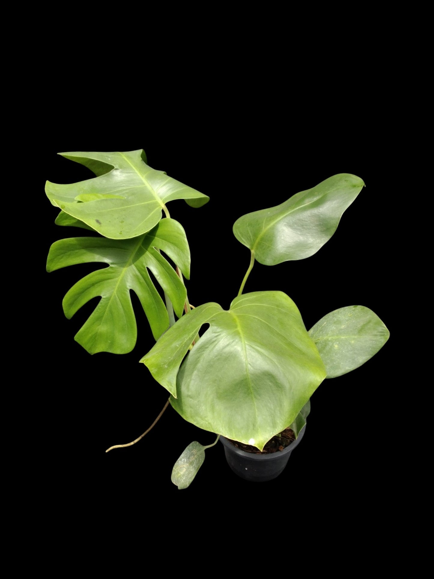 Monstera deliciosa var sierrana Hawaii