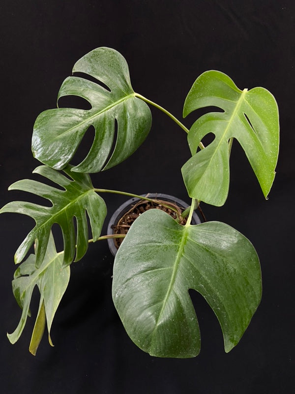 Monstera deliciosa var sierrana Hawaii