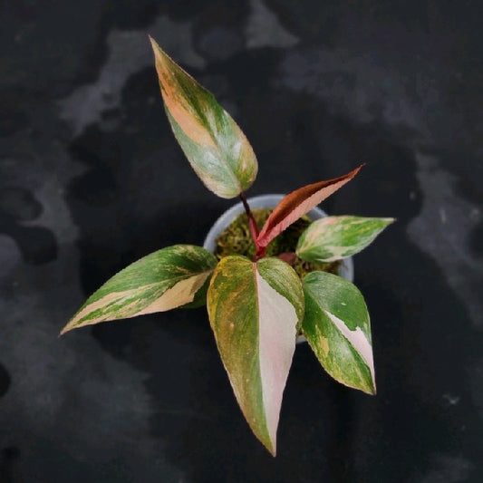 Philodendron Pink Princess tricolor