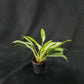 Philodendron Wende-imbe variegated