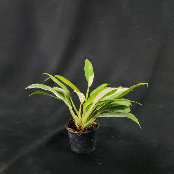 Philodendron Wende-imbe variegated