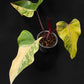 Philodendron Strawberry Shake