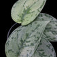 Scindapsus Silver Lady