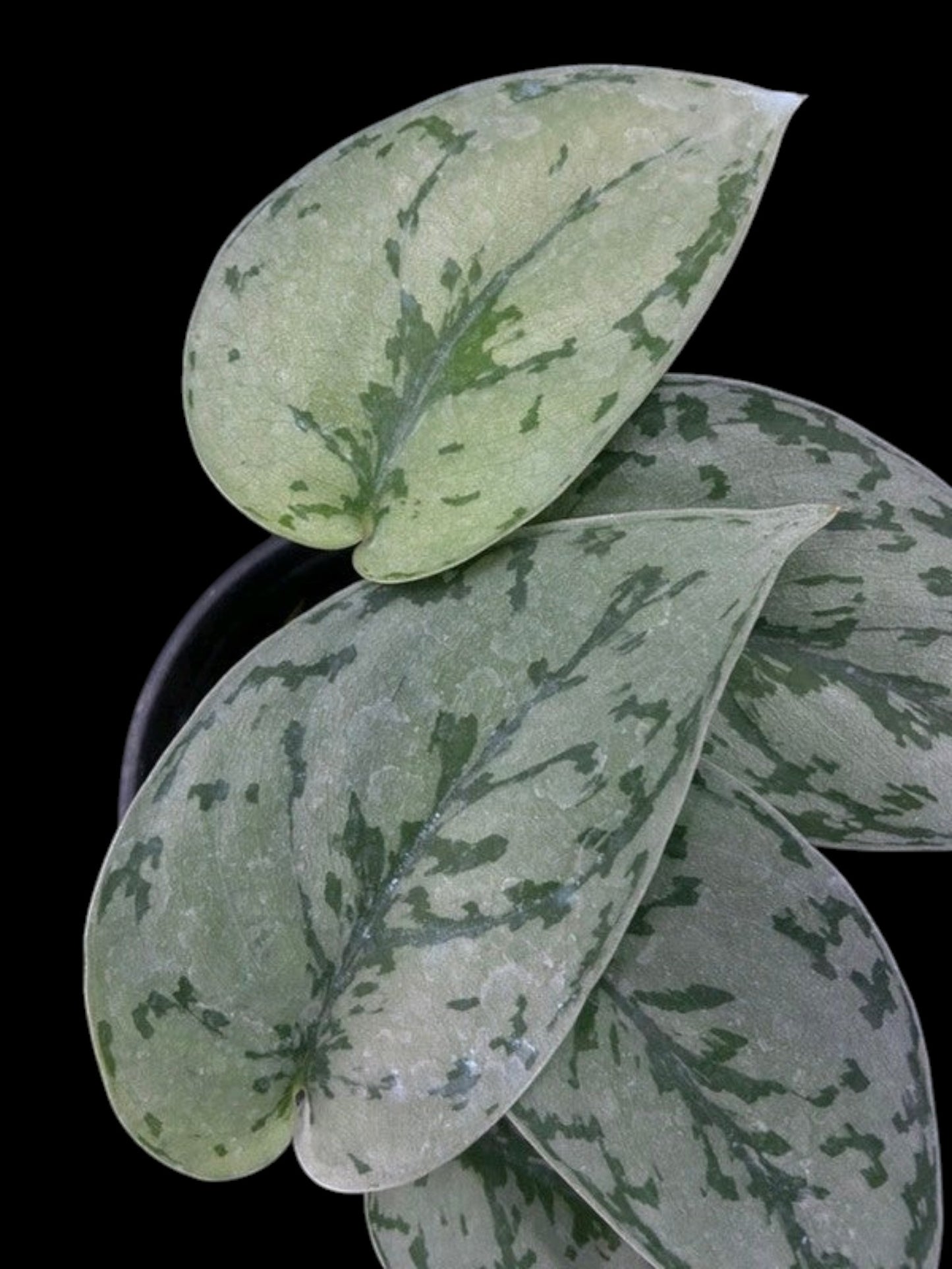 Scindapsus Silver Lady