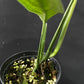 Monstera croatii