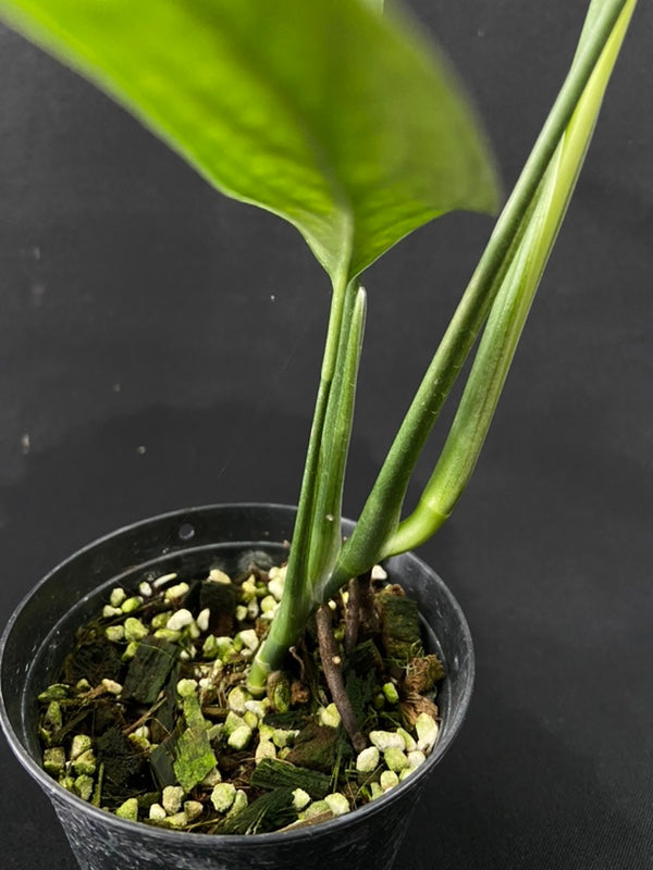 Monstera croatii