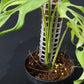 Monstera obliqua fillamentous (small)