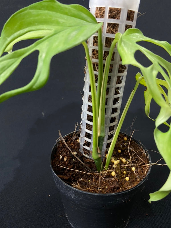 Monstera obliqua fillamentous (small)