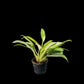 Philodendron Wende-imbe variegated