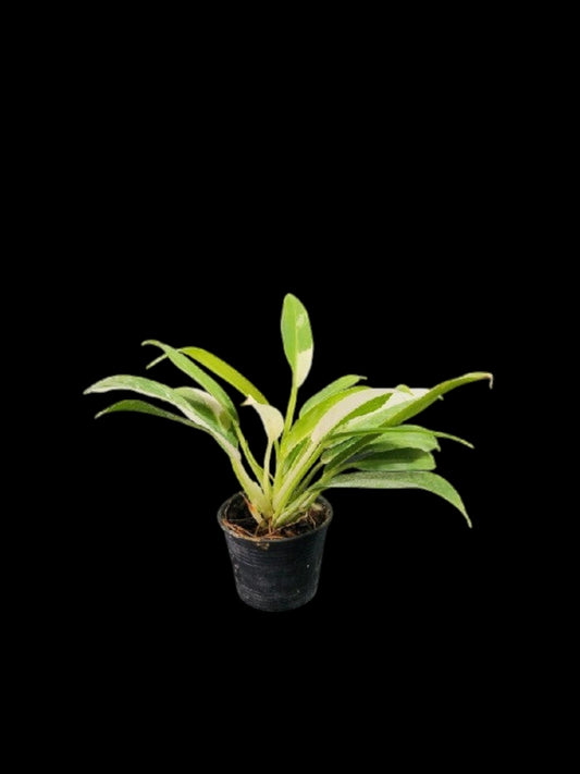 Philodendron Wende-imbe variegated