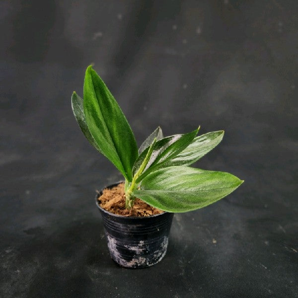 Scindapsus Treubii Dark Form