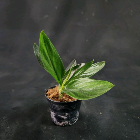 Scindapsus Treubii Dark Form