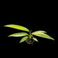 Epipremnum amplissimum aurea