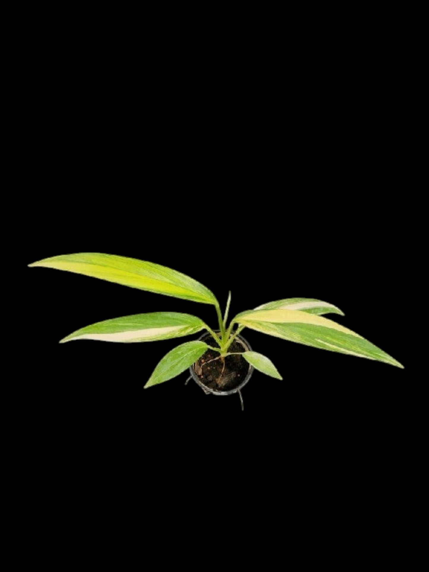 Epipremnum amplissimum aurea
